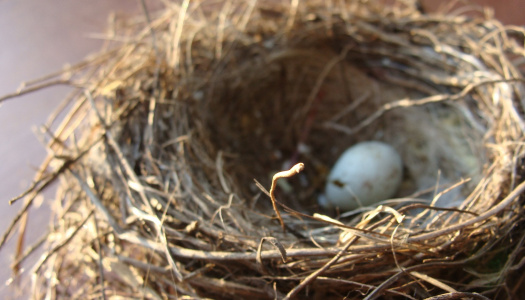 Nest with an egg